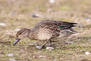 Wetlands Prints: Eurasian teal, Anas crecca, adult female feeding on short vegetation