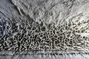 Nests Prints: Europe, France Toulouse, 05-2018 The side of a tunnel wall shaped and formed into nesting zones by migratory birds