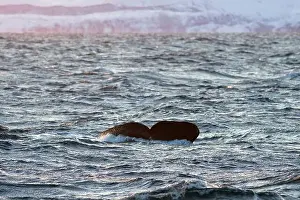 Norge Prints: Europe, Norway, Troms County, Fluke of a Sperm Whale disappearing below the Sea off the Coast of Skjervoy