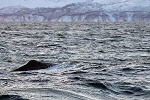 Norge Prints: Europe, Norway, Troms County, Sperm Whale on the Surface near the island of Skjervoy