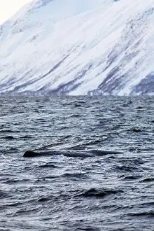 Norge Prints: Europe, Norway, Troms County, Sperm Whale swimming close to the island of Skjervoy