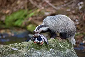 Canoidea Prints: European badger (Meles meles), with prey Mallard on stone in forest stream