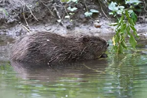 Rodentia Prints: European Beaver Eurasian Castor Fiber Portrait River