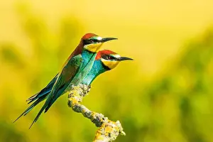 Claw Prints: The European bee-eater (Merops apiaster) a couple of birds on the branches