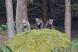 Carpathian Mountains Prints: European Brown Bear - cubs on a rock Ursus arctos arctos Carpathian Mountains