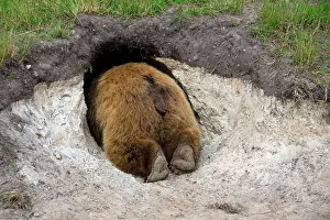 Burrow Prints: European brown bear (Ursus arctos arctos) entering its den, Sweden