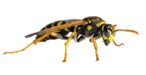 Wings Prints: European common wasp German wasp or German yellow jacket isolated on white background in latin Vespula Vulgaris or