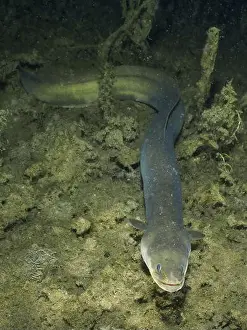 Sand Bottom Prints: European eel (Anguilla anguilla) meandering over the dark sandy bottom under water