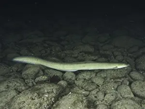 The Rock Prints: European eel (Anguilla anguilla) resting at night on a substrate of dark stones