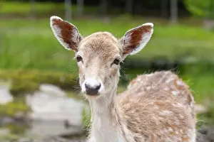 Fawn Prints: European fallow deer (Dama dama)