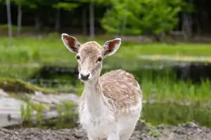 Fawn Prints: European fallow deer (Dama dama)