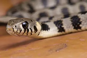 European Grass snake / Natrix natrix