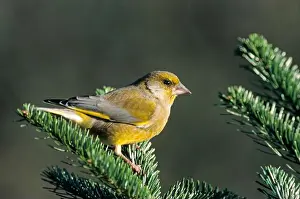 Finch Prints: European greenfinch (Carduelis chloris) adult male sits on a fir branch (European Greenfinch) (Eurasian Greenfinch)
