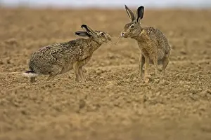 Sniffing Prints: European hare, Brown hare (Lepus europaeus), Meeting on arable land, Belgium