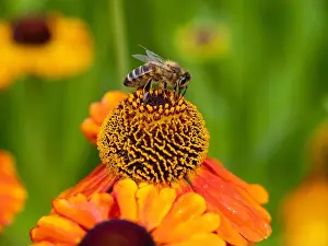 Garden Plant Prints: European honeybee, Apis mellifera