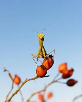 European Mantis religiosa or Praying Mantis on twig closeup. Macro shot. Insect photography