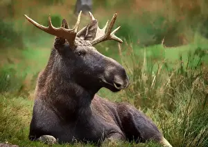 Alces Alces Prints: European moose, (Alces alces), Markaryd
