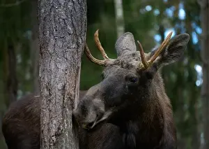 Alces Alces Prints: European moose, (Alces alces), Markaryd