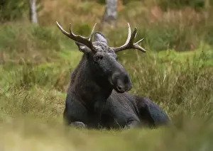 Alces Alces Prints: European moose, (Alces alces), Markaryd