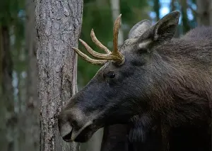 Alces Alces Prints: European moose, (Alces alces), Markaryd