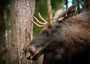 Alces Alces Prints: European moose, (Alces alces), Markaryd