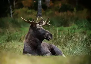 Alces Alces Prints: European moose, (Alces alces), Markaryd