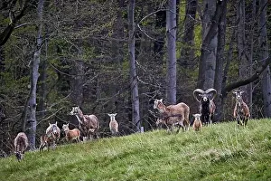 Fuji Prints: European mouflons (Ovis gmelini musimon)