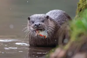 River Bank Prints: European otter (Lutra lutra) adult feeding on a fish by a river bank