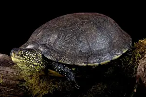 Semi Aquatic Prints: European pond turtle (Emys orbicularis)