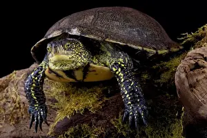 Semi Aquatic Prints: European pond turtle (Emys orbicularis)