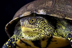 Semi Aquatic Prints: European pond turtle (Emys orbicularis orbicularis)