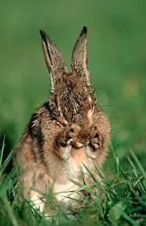 Bunny Prints: European rabbit (Oryctolagus cuniculus), North Rhine-Westphalia, Germany