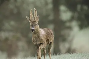 Natural Environment Prints: European roe deer (Capreolus capreolus) buck with bast horns and shaggy winter coat moves into the meadow