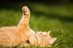 Lies Prints: European shorthair cat lies in a meadow