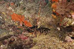 Cote Dazur Prints: A European spiny crayfish (Palinurus elephas)