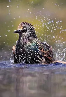 Washington Dc Prints: European Starling splashing into the water, Washington DC, USA