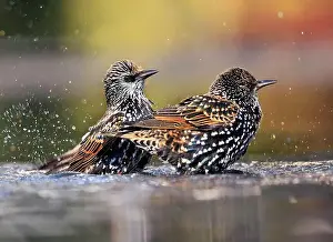 Washington Dc Prints: European Starling splashing into the water, Washington DC, USA