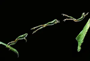 Frog Prints: EUROPEAN TREE FROG leaping from leaf (multiflash) Hyla arborea Image carries 50% surcharge