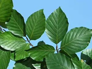Green Forest Prints: European tree red beech common Deciduous Foliage