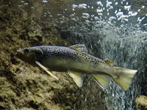Trout Prints: An european trout underwater close up portrait