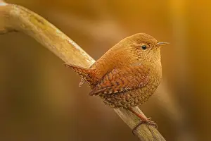 Animal Wildlife Prints: Eurosian Wren