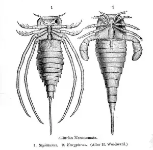 Paleobiology Prints: Eurypterids. 1910 154 Eurypterids