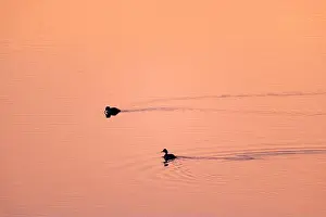 Contemplative Prints: Evening atmosphere at Lac du Temple