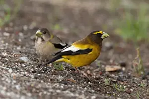 Fringillidae Prints: Evening Grosbeak pair (Coccothraustes vespertinus), Sierra County California