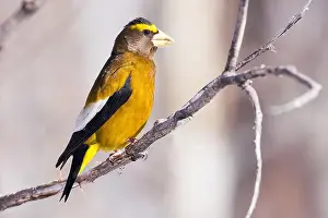Finch Prints: An Evening Grosbeak perches in the morning light