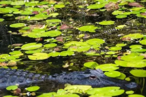 Airboat Tours Prints: The Everglades National Park, Florida, United States