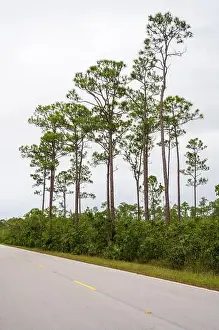 Airboat Tours Prints: The Everglades National Park, Florida, United States