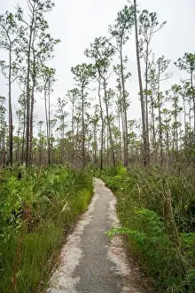 Airboat Tours Prints: The Everglades National Park, Florida, United States