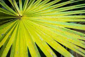 Airboat Tours Prints: The Everglades National Park, Florida, United States