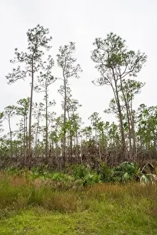 Airboat Tours Prints: The Everglades National Park, Florida, United States